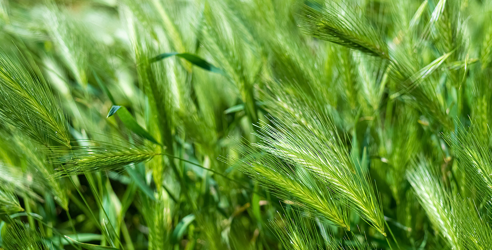 Learn more about barley grass