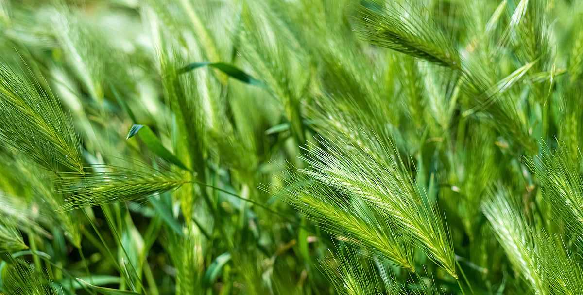 Erfahren Sie mehr über Gerstengras