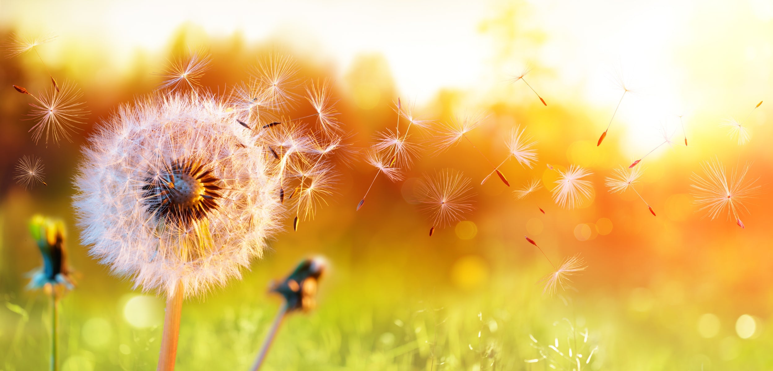 Einfache Tipps, um Ihre Allergien diesen Sommer zu minimieren
