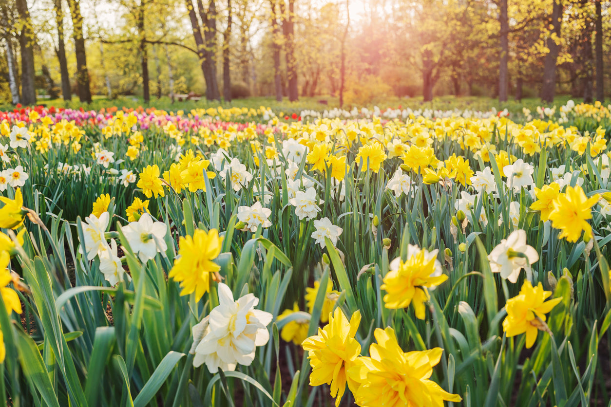 Startet fit in den Frühling: Die besten Nährstoffe für eure Ernährung in dieser Saison